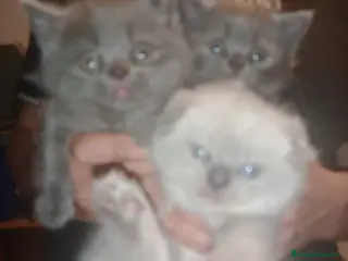 Británico de Pelo Corto Azul gatos British disponible - Anuncio 26