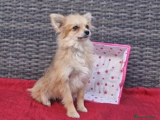 Spitz pequeño - Kleinspitz perros - Anuncio 2