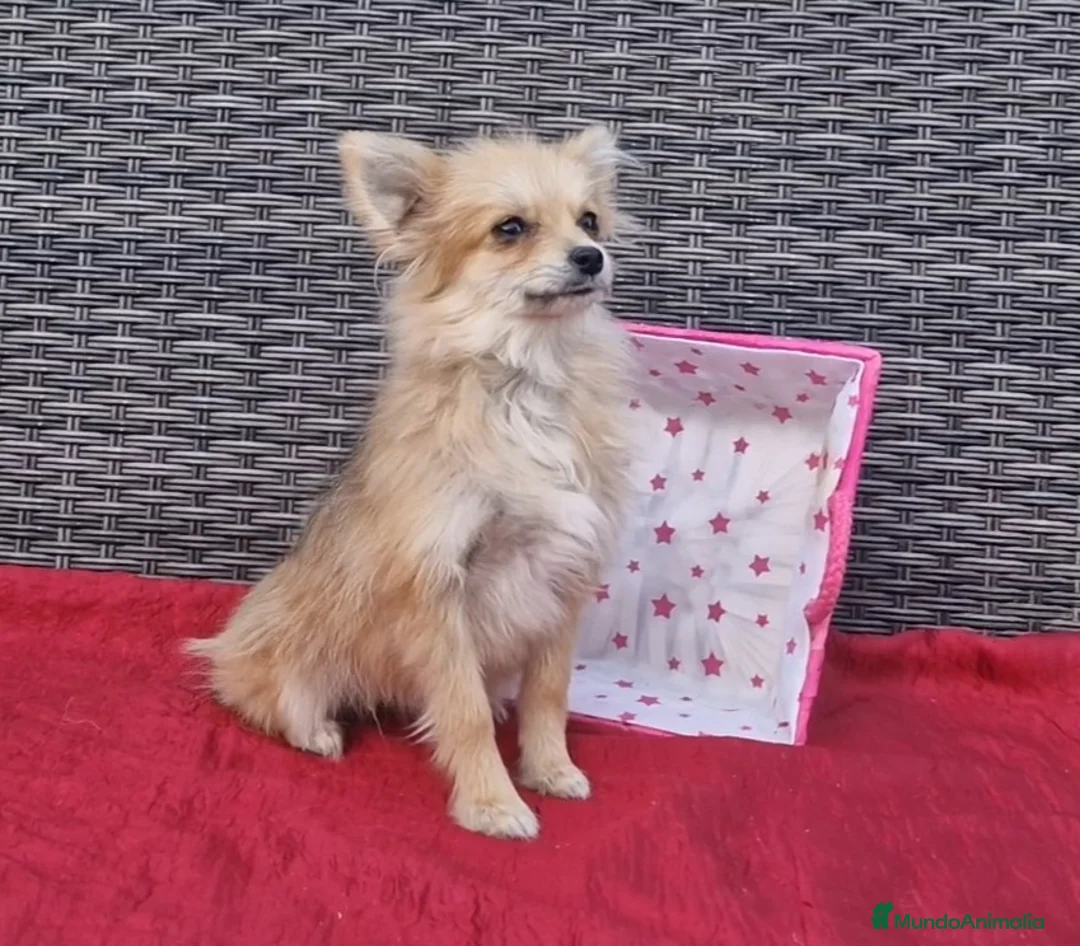 Spitz pequeño - Kleinspitz perros en venta: Spizt/Pomerania toy Hembra sable - Anuncio 5