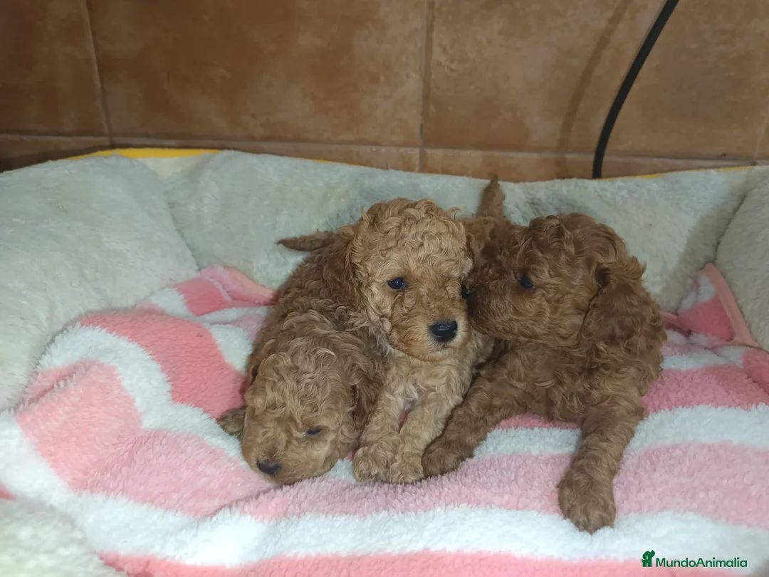 Caniche Toy perros en venta: Caniche toy  - Anuncio 4