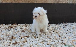 Bichón Maltés perros en venta: Cachorrito Bichon Maltes Toy  - Imagen 2