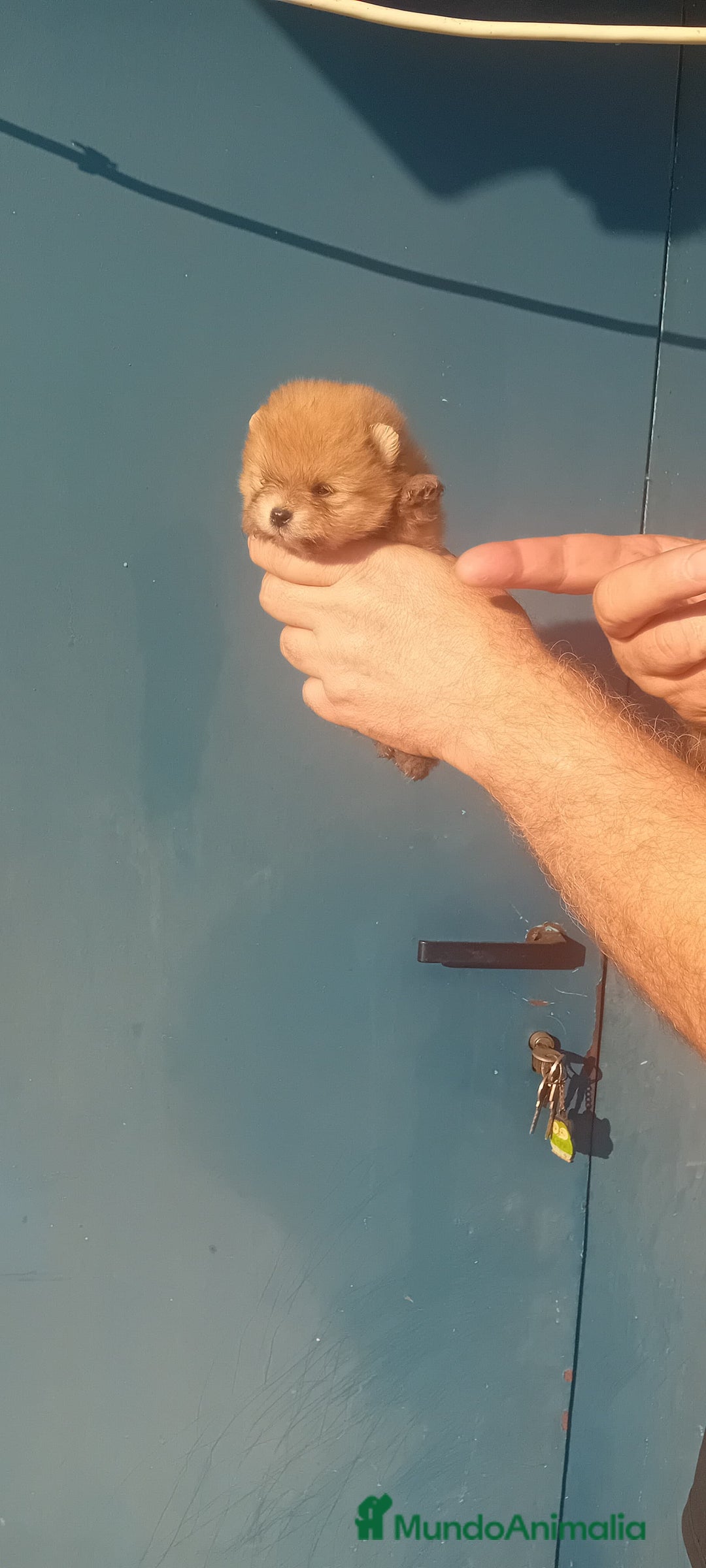 Pomerania perros en venta: ⚜️ Pomerania ositos Boo 🐾⚜️ - Imagen 10