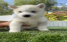 Husky Siberiano perros en venta: HUSKY SIBERIANO - Anuncio 2