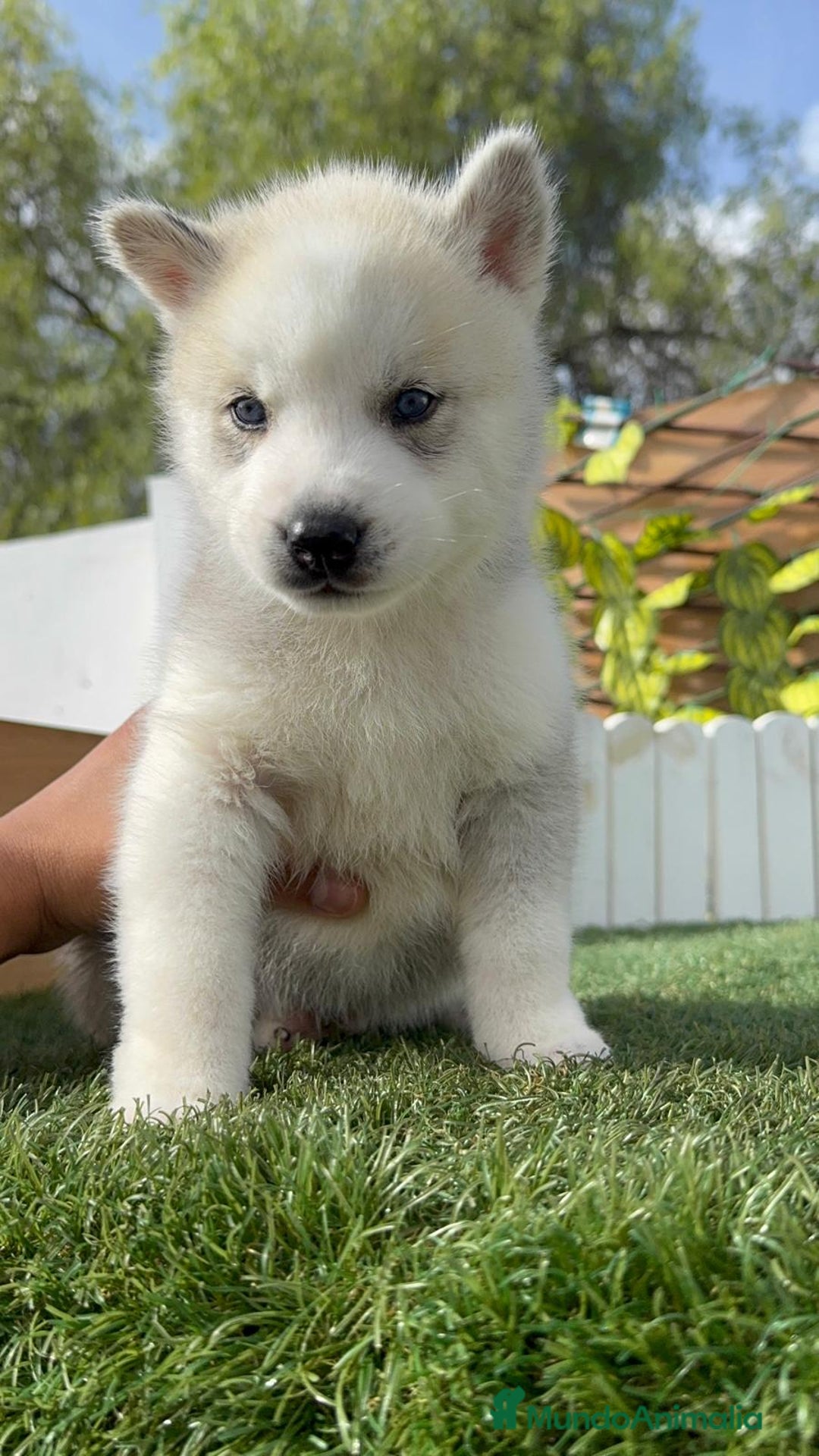 Husky Siberiano perros en venta: HUSKY SIBERIANO - Anuncio 2