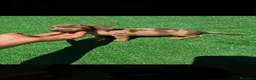 Teckel Miniatura perros en venta: Disponible Teckels de Calidad  - Anuncio 6