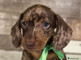 Teckel perros TECKEL MINIATURA Y KANINCHEN - Anuncio 8