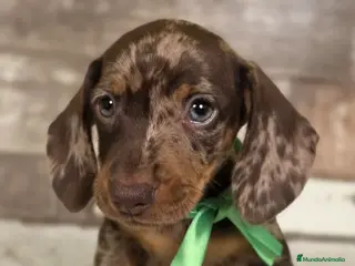 Teckel perros TECKEL MINIATURA Y KANINCHEN - Anuncio 8