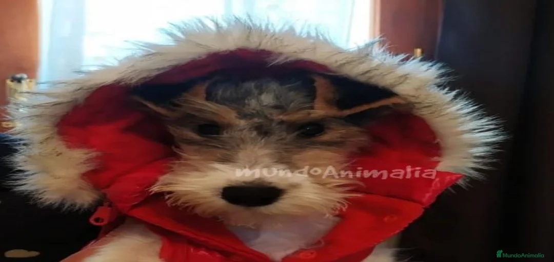 Imagen de galería {{count}}