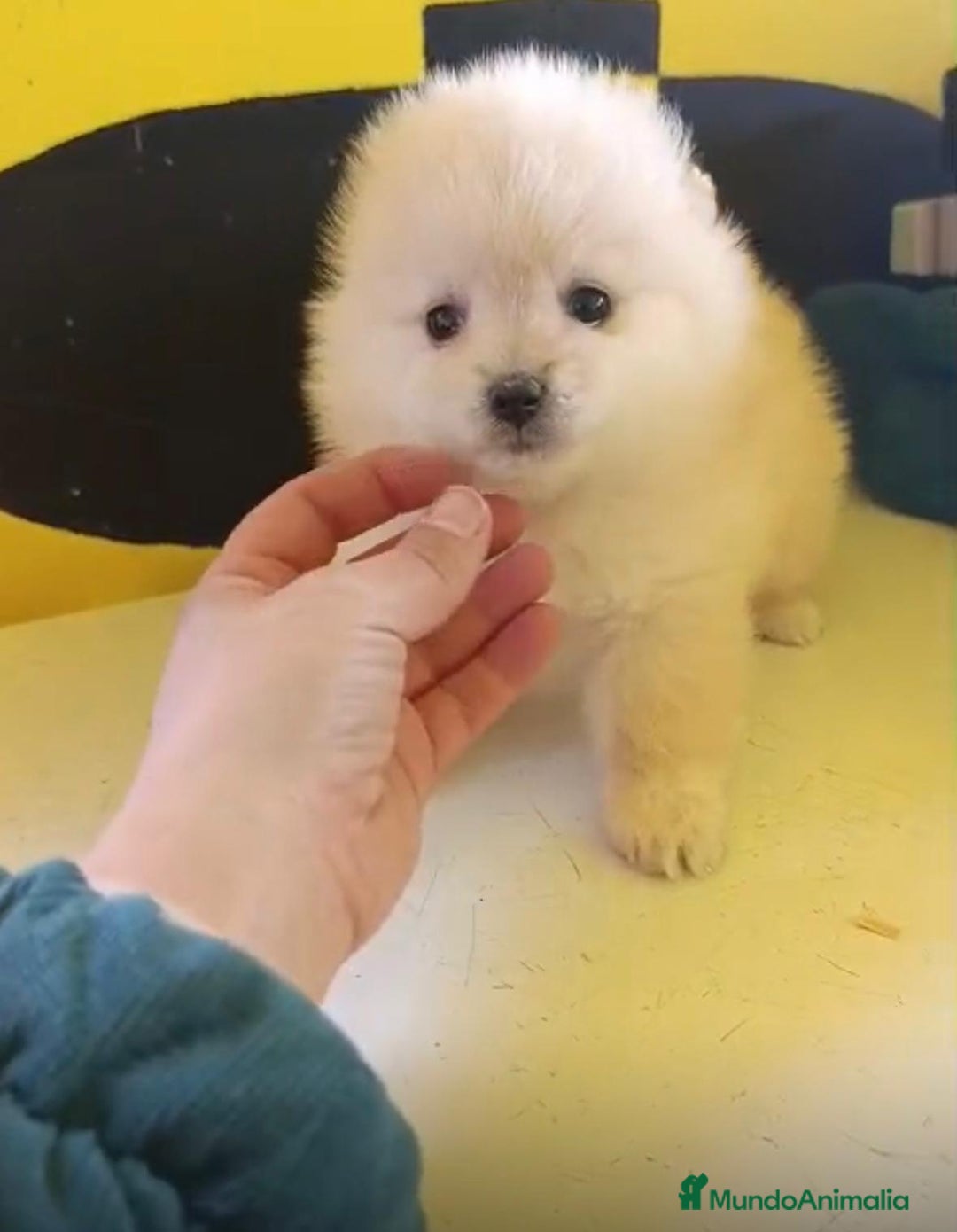 Pomerania perros en venta: Lulu pomerania toy  - Anuncio 5