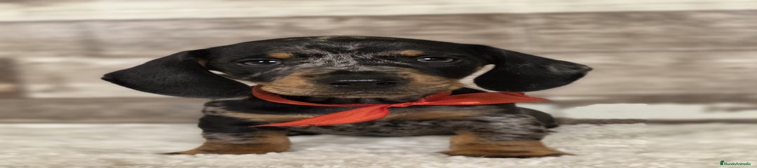 Teckel Miniatura Cachorro 3