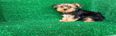 Yorkshire Terrier 2