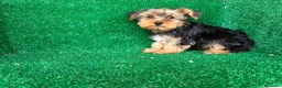 Yorkshire Terrier perros en venta: yorkshire terrier - Anuncio 12