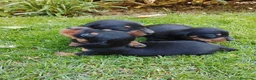 Teckel Miniatura perros en venta: Cachorros de teckel miniatura negro fuego. - Anuncio 2