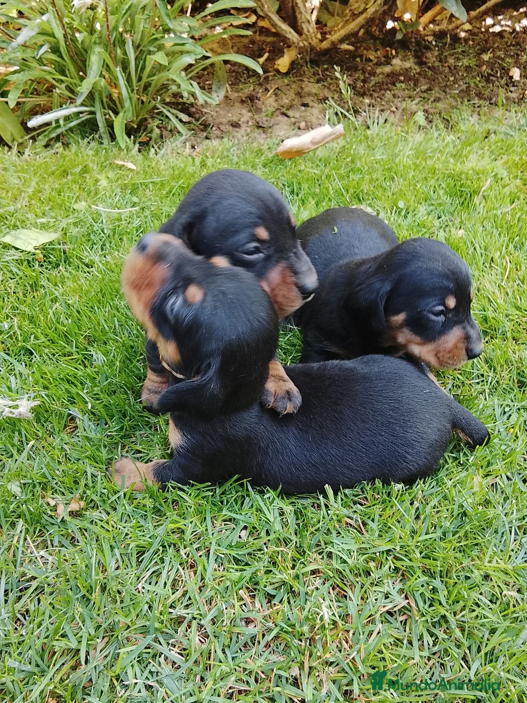 Teckel Miniatura perros en venta: Cachorros de teckel miniatura negro fuego. - Anuncio 2