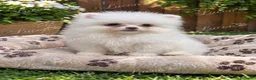 Pomerania perros en venta: PRECIOSO POMERANIA RUSO MINI TOY - Anuncio 2