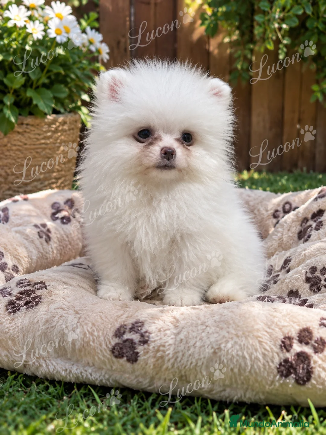 Pomerania perros en venta: PRECIOSO POMERANIA RUSO MINI TOY - Anuncio 2