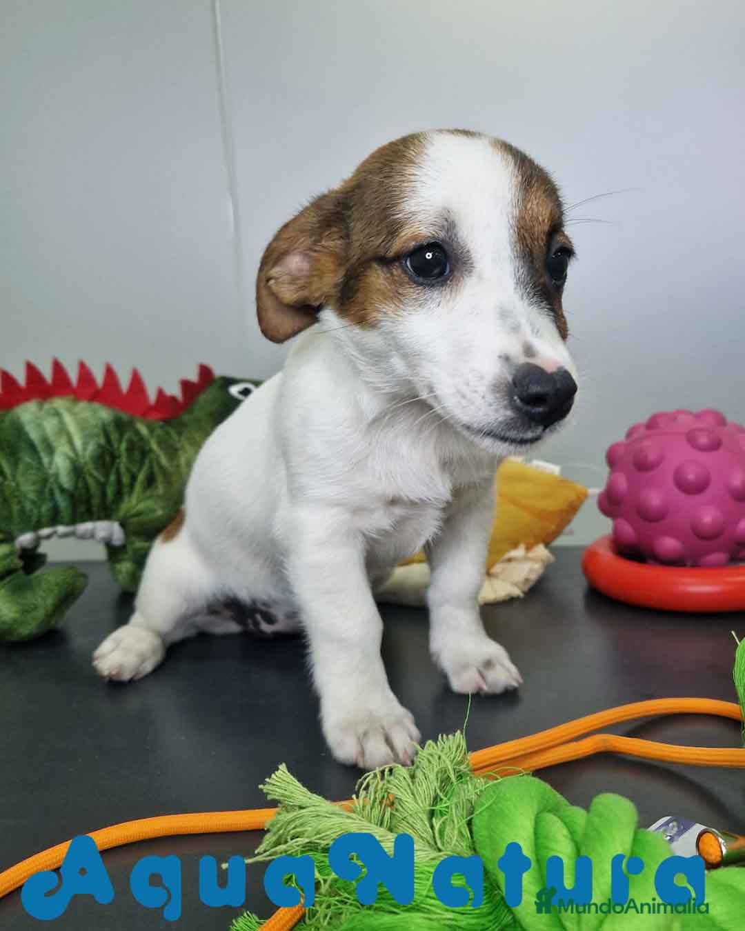 Jack Russell Terrier perros Jack Russel Hembra JMU 7728 AQUANATURA - Anuncio 23