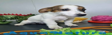 Jack Russell Terrier