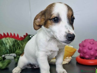 Jack Russell Terrier perros - Anuncio 3