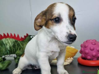 Jack Russell Terrier perros Jack Russel Hembra JMU 7728 AQUANATURA - Anuncio 11