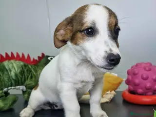 Jack Russell Terrier perros Jack Russel Hembra JMU 7728 AQUANATURA - Anuncio 16