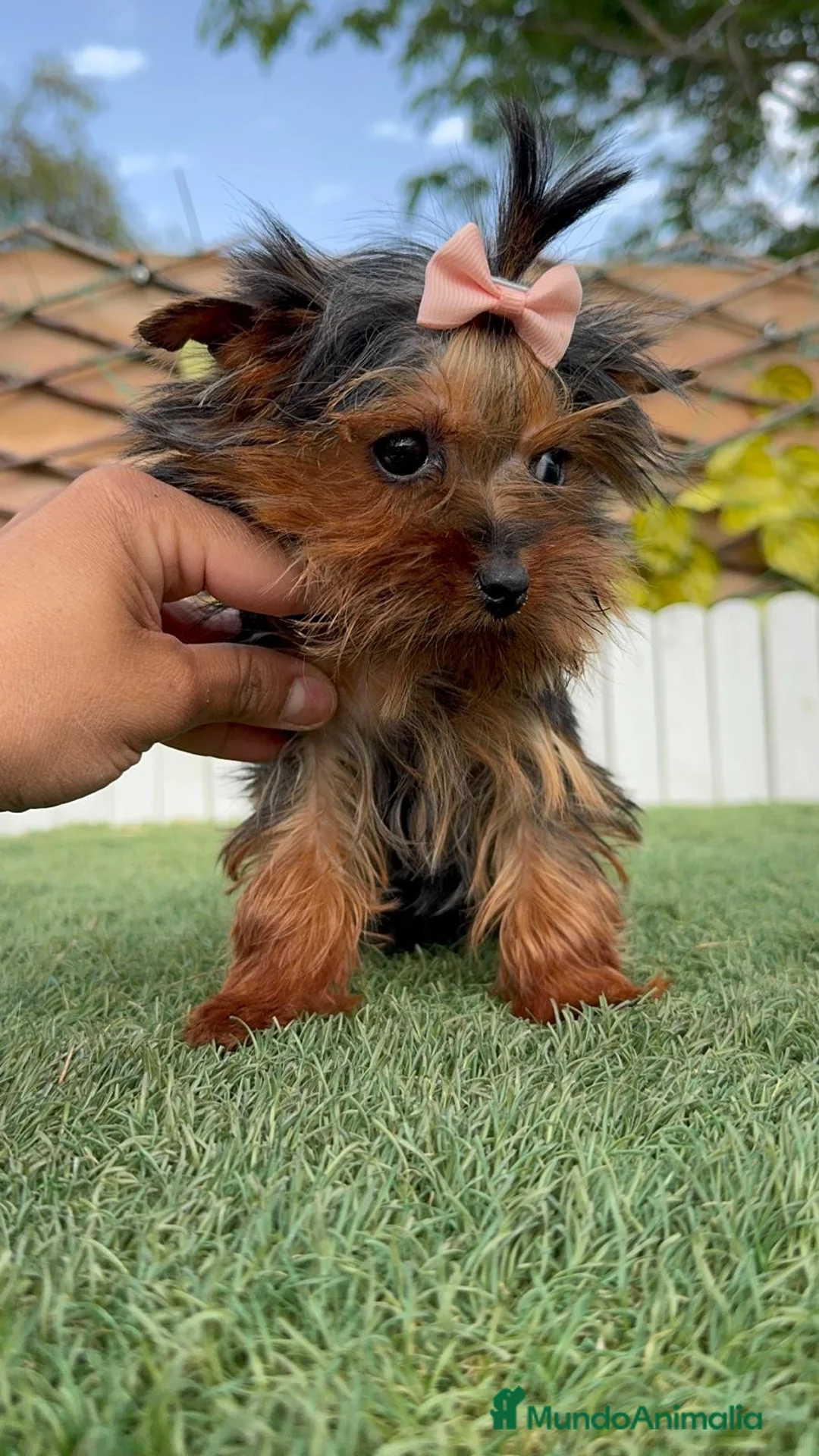 Yorkshire Terrier perros en venta: YORKSHIRE HEMBRA - Anuncio 2