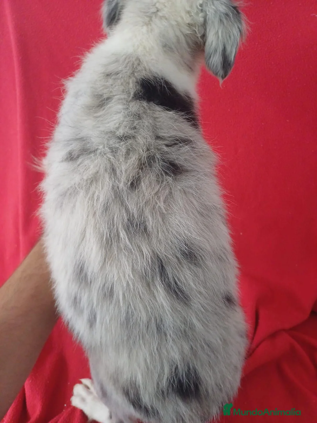 Border Collie perros en venta: Border Collie Merle  - Anuncio 3