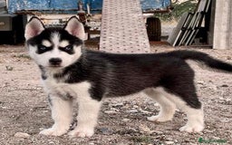 Husky Siberiano perros en venta: Husky Siberiano  - Imagen 5