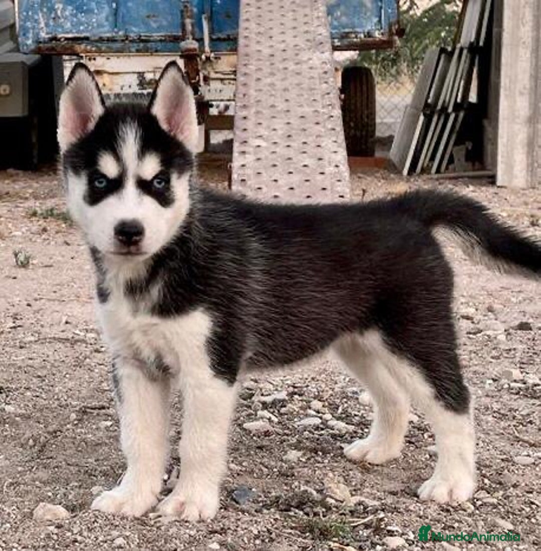 Husky Siberiano perros en venta: Husky Siberiano  - Imagen 5