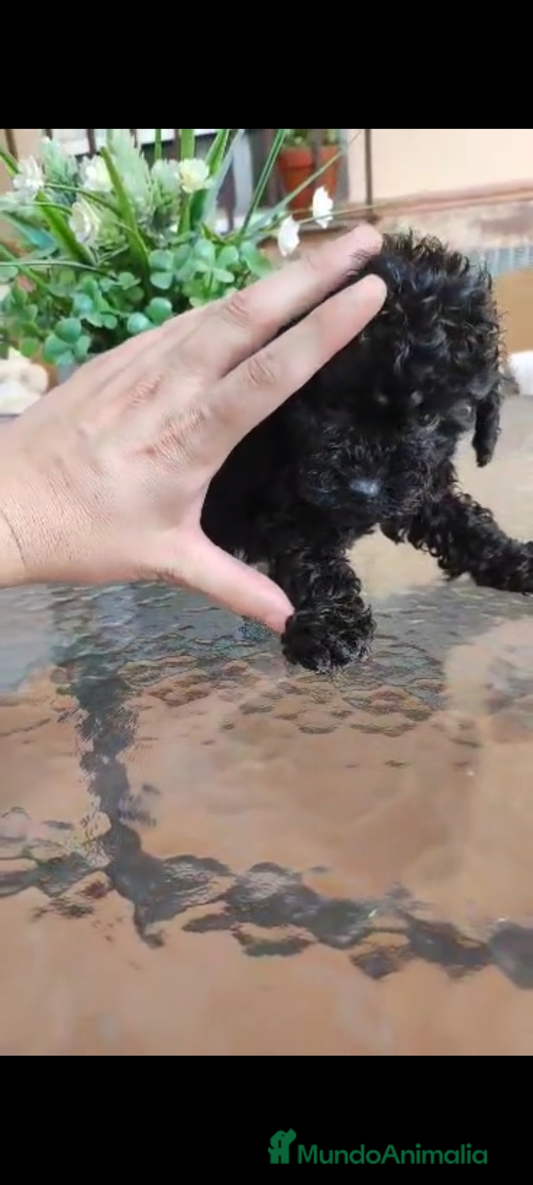 Caniche Toy perros en venta: Última hembra mini toy !!!caniche  - Anuncio 4