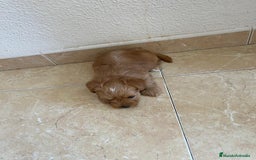 Yorkshire Terrier perros en venta: YORSHIRE - Imagen 12