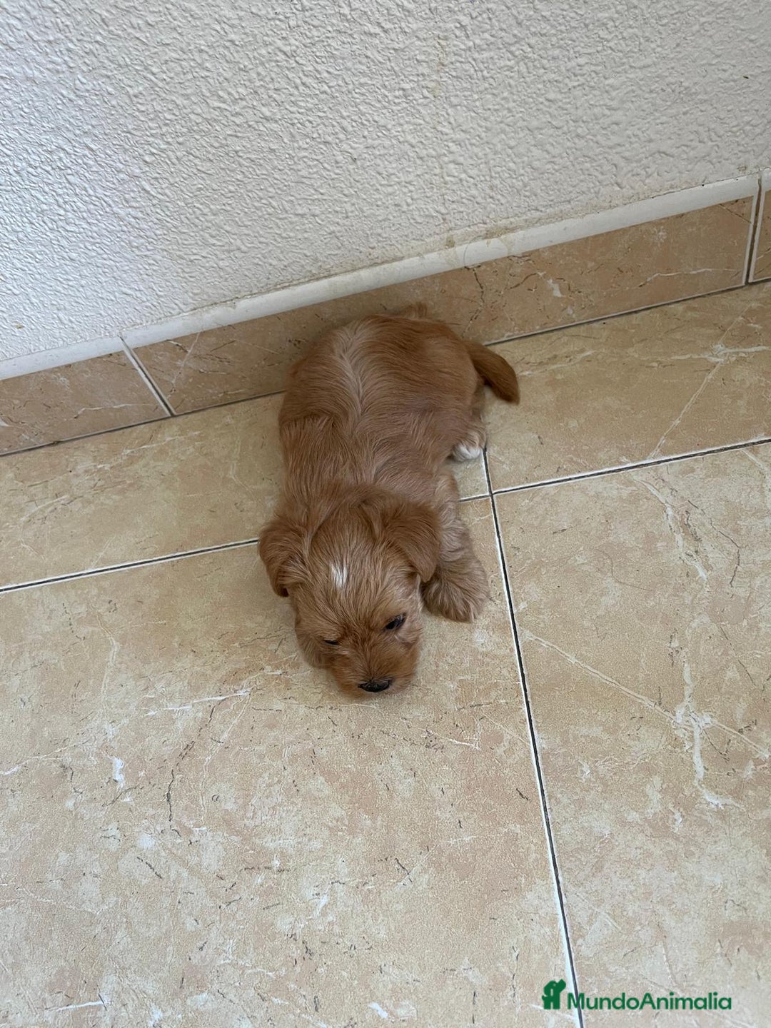Yorkshire Terrier perros en venta: YORSHIRE - Imagen 12