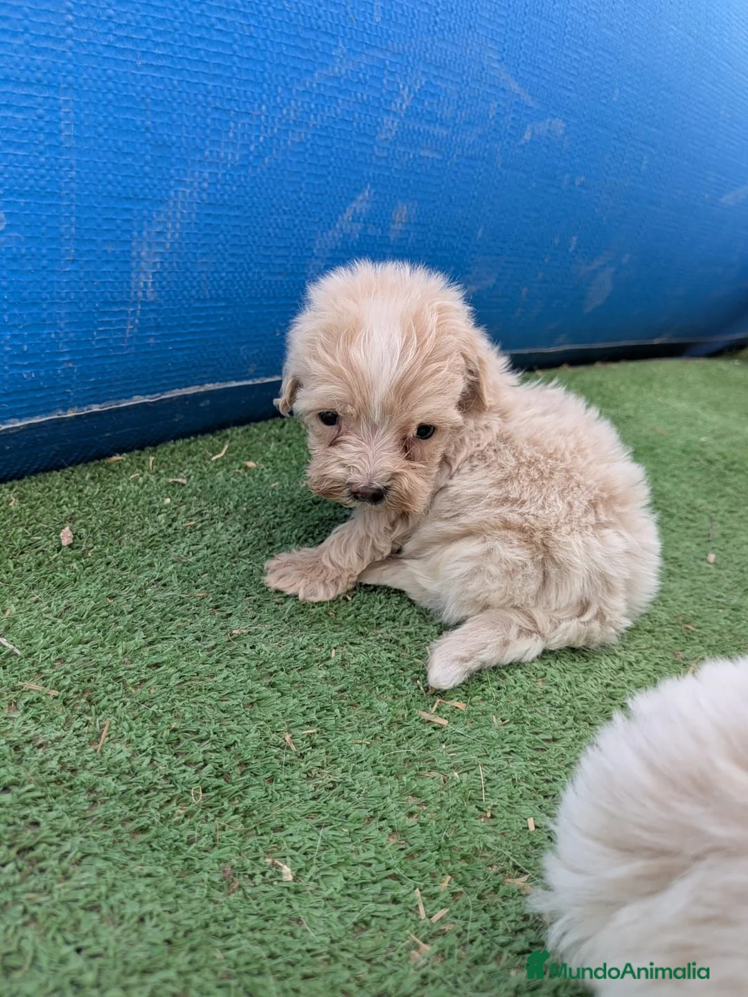 Maltipoo perros en venta: Maltipoo - Anuncio 2