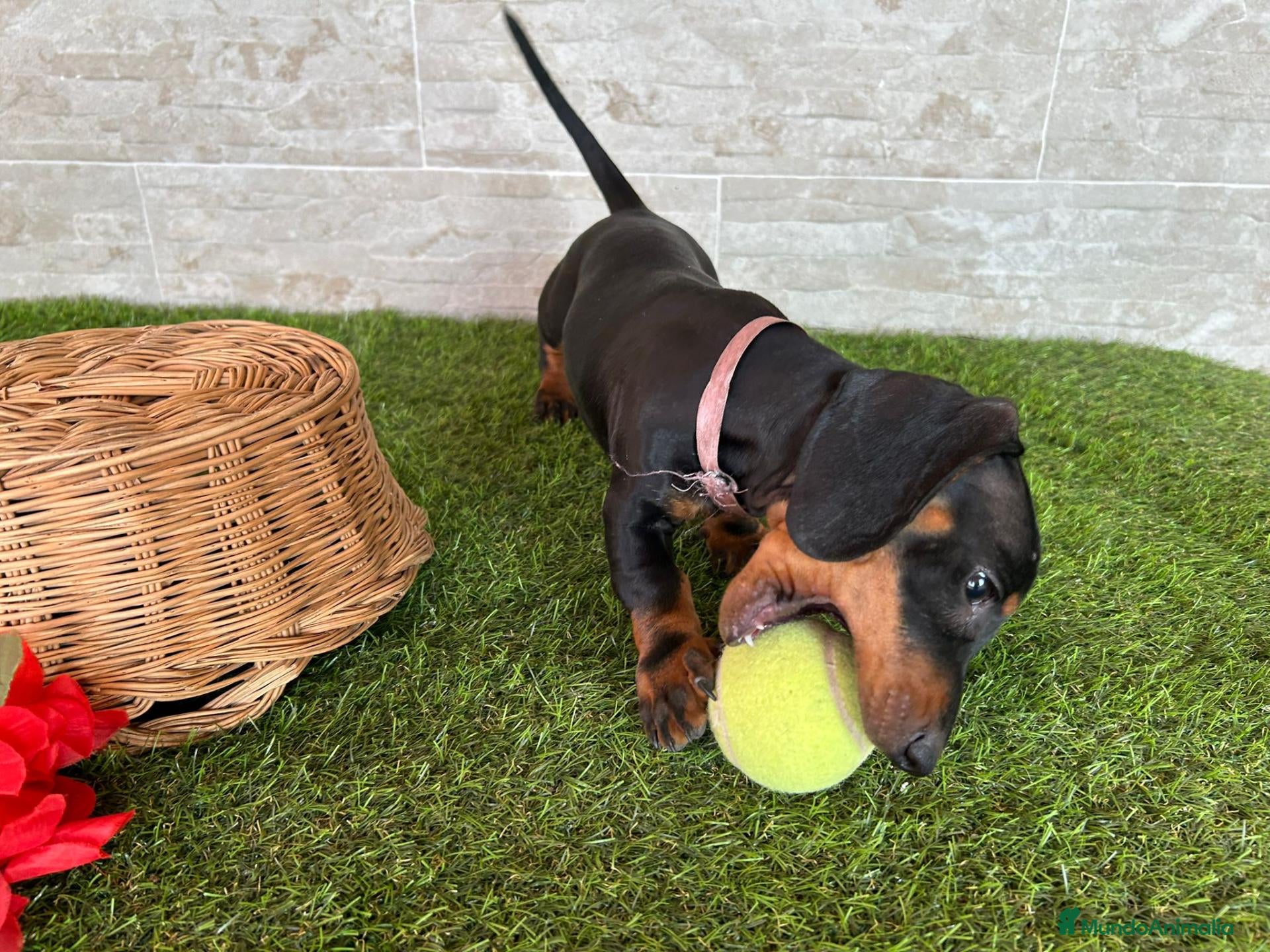 Teckel perros Teckel miniatura negro fuego  - Anuncio 1