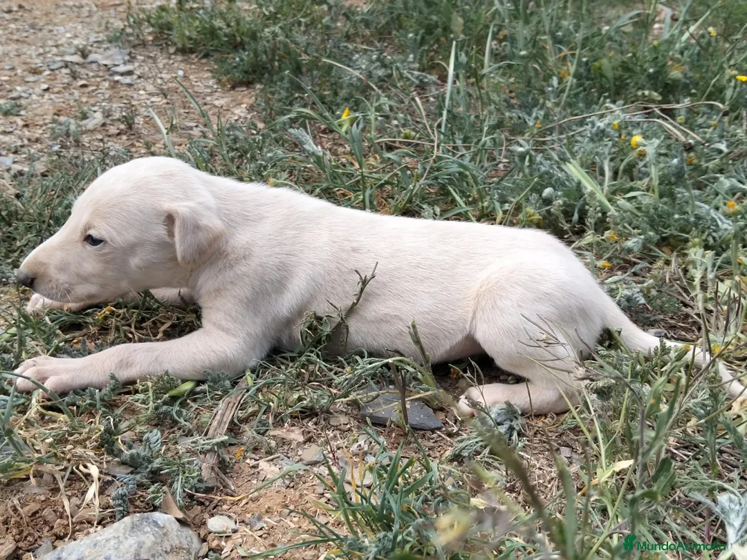 Galgo Español perros en venta: GALGOS ESPAÑOLES - Anuncio 2