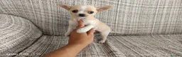 Chihuahua perros en venta: Chihuahua miniaturas en Badajoz - Anuncio 1