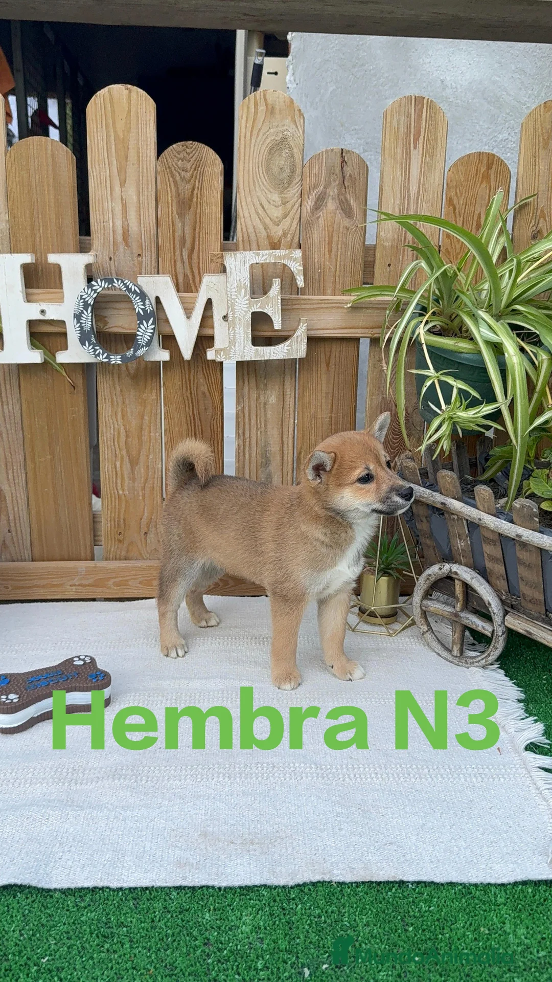 Shiba Inu perros en venta: Shiba Inu rojos espectaculares cachorros - Anuncio 2