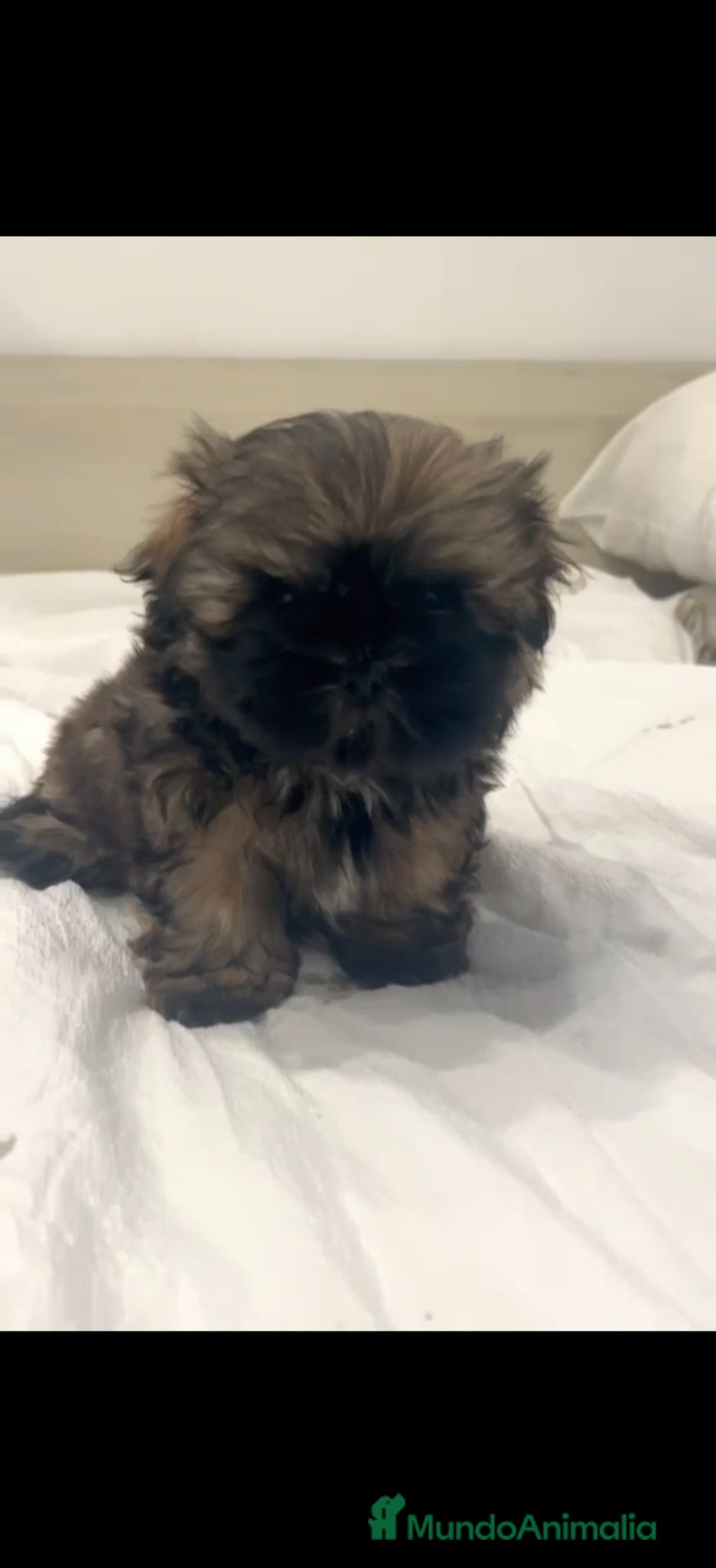 Shih Tzu perros Último SHIH TZU Disponible 🌟ECONÓMICO🌟 - Anuncio 1