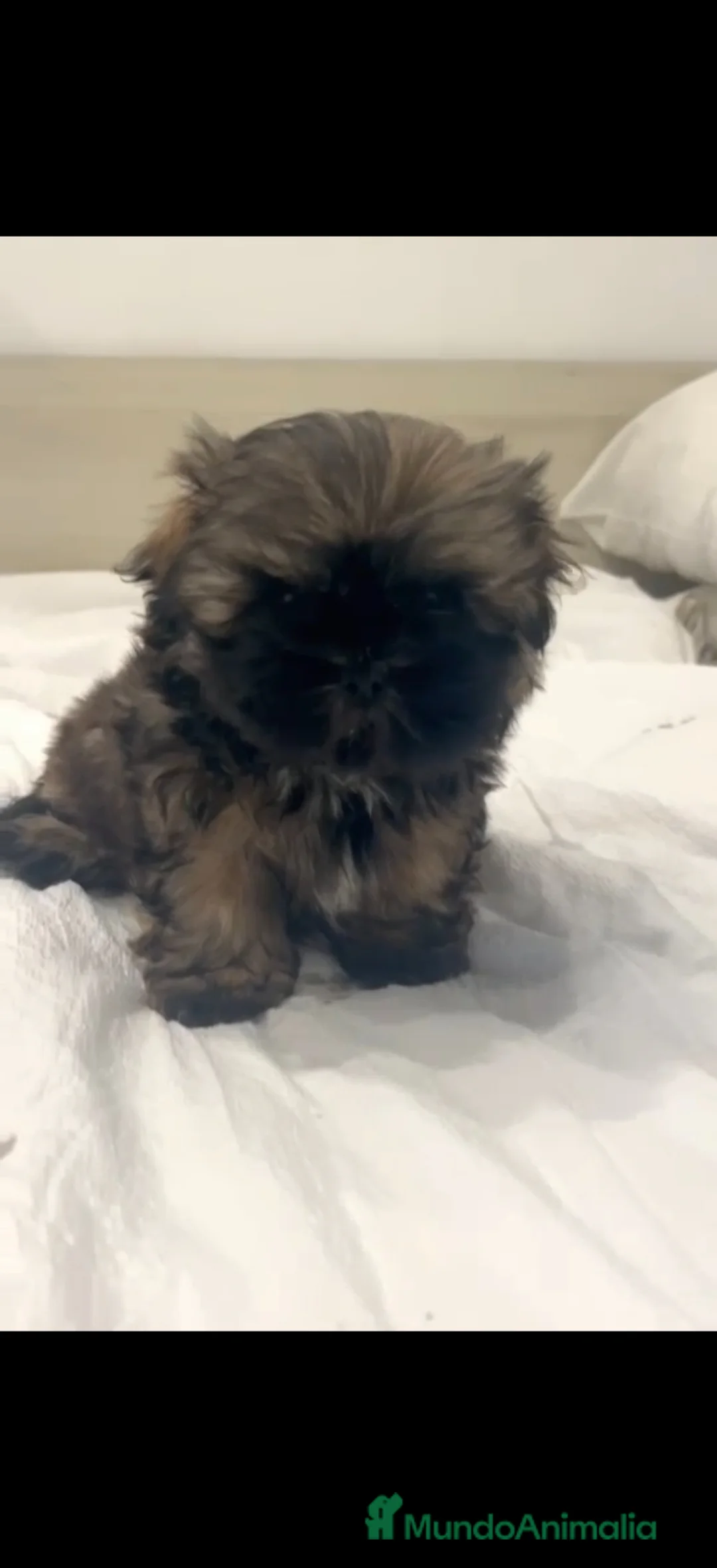 Shih Tzu perros en venta: Último SHIH TZU Disponible 🌟ECONÓMICO🌟 - Anuncio 1