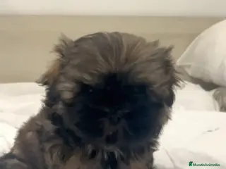 Shih Tzu perros Último SHIH TZU Disponible 🌟ECONÓMICO🌟 - Anuncio 1