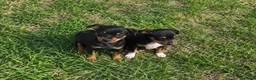 Pinscher Miniatura perros en venta: Mini Pinscher cachorros - Anuncio 2