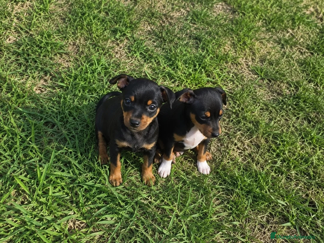 Pinscher Miniatura perros en venta: Mini Pinscher cachorros - Anuncio 2