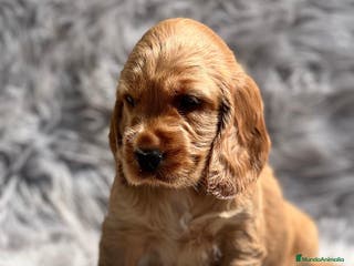 Cocker Spaniel Inglés perros COCKER DORADO MACHO DISPONIBLE en Barcelona - Anuncio 29