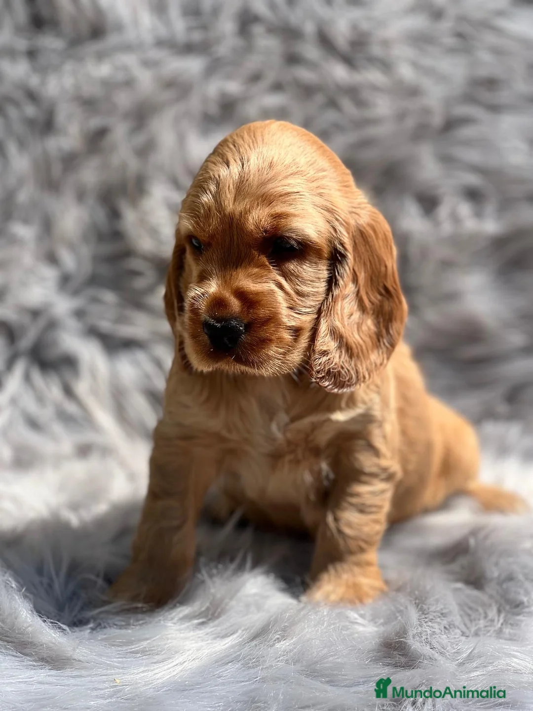 Cocker Spaniel Inglés perros en venta: COCKER DORADO MACHO DISPONIBLE en Barcelona - Anuncio 1