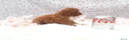 Caniche Toy perros en venta: PRECIOSOS CANICHE  ROJO LINEA TOY  - Anuncio 12