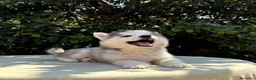 Husky Siberiano perros en venta: HUSKY CACHORROS  TODA ESPAÑA  - Anuncio 3