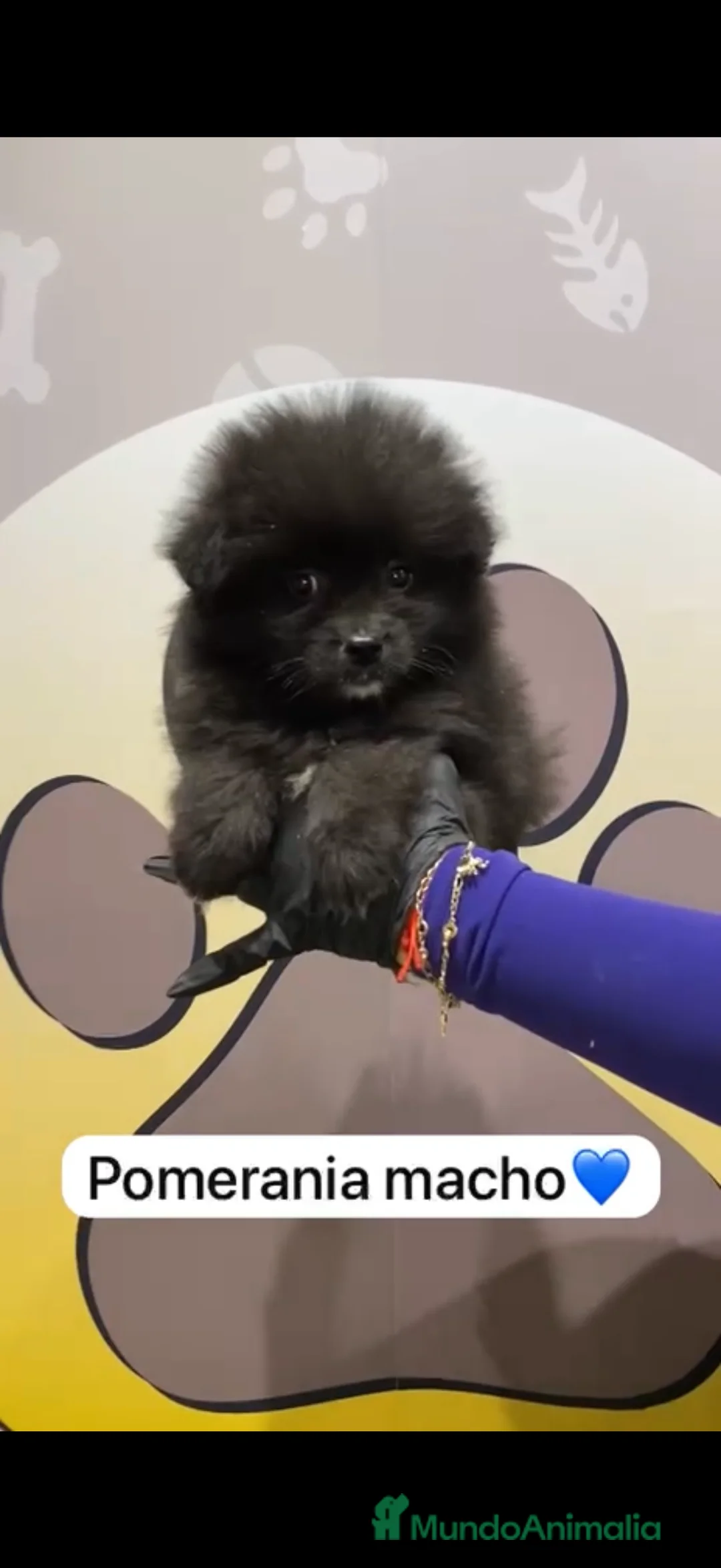 Pomerania perros en venta: Pomerania Lulú disponible - Anuncio 2