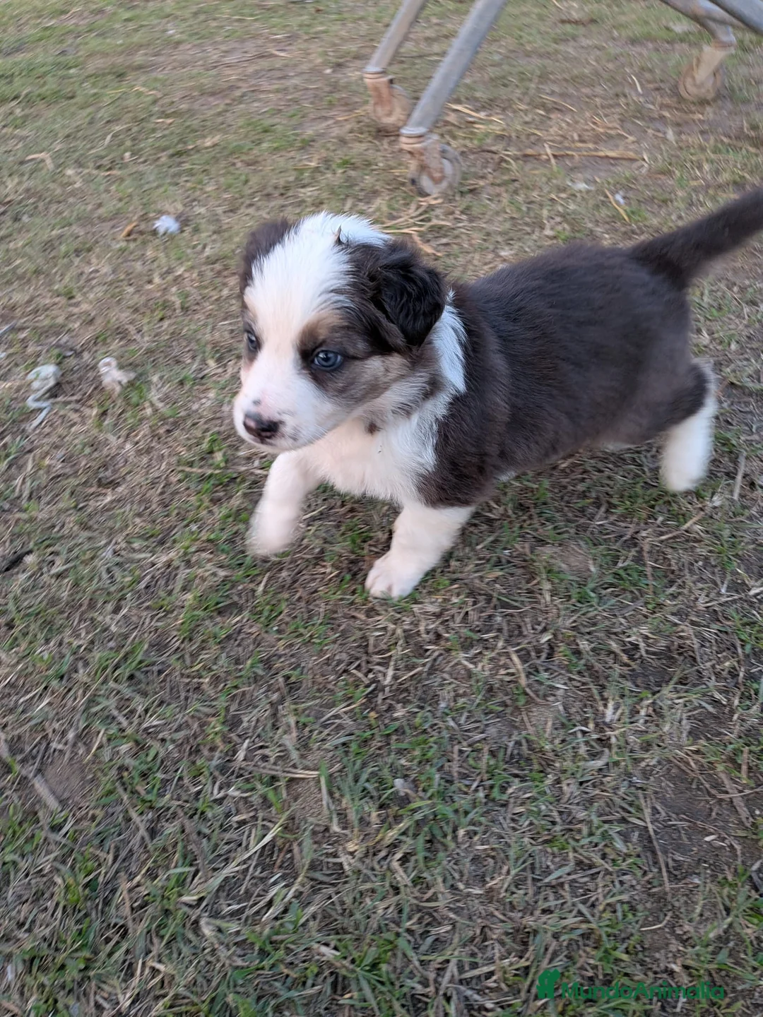 Border Collie perros en venta: Border collie  - Anuncio 8