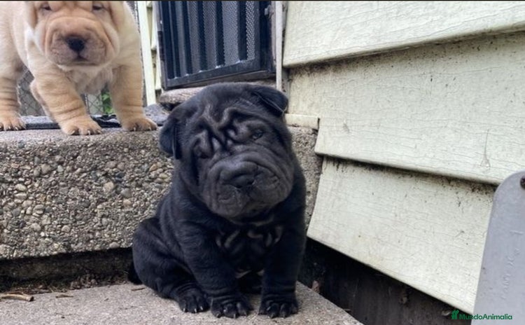 Shar Pei perros - Propaganda 8