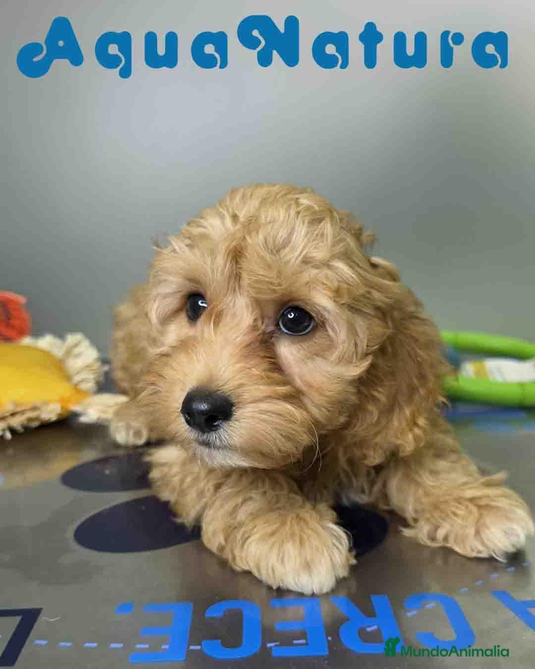 Havapoo perros en venta: Havapoo Macho de Haya y Can 8301 AQUANATURA - Anuncio 1